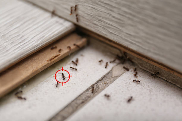 Best Best Pest Control Companies  in Flatwoods, KY