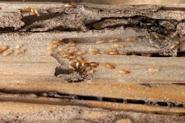 Best Flea Control Services  in Flatwoods, KY